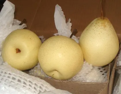 Delicious fresh fruit Ya Pear New Crop Pears