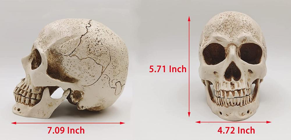 1: 1 modello di testa del cranio in resina