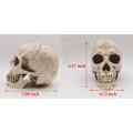 1:1 Resin Skull Head Model