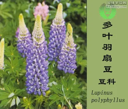 High Germination Lupine Seeds for Sale