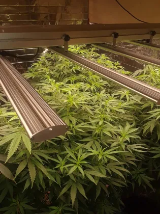 400W LED Grow Lights Flower Bar Lights