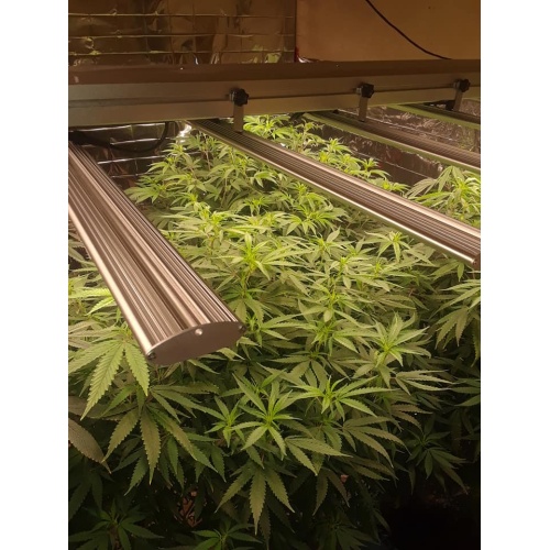 Luces de cultivo LED de 400W luces de barra de flores