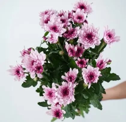 Pink Tedan spray chrysanthemum