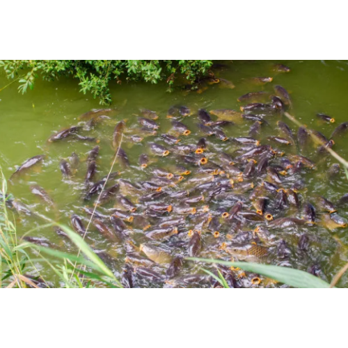 Calcium and Phosphorus Supplement MDCP 21%