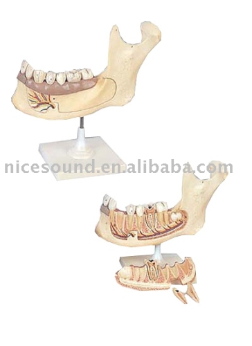 Model Half lower Jaw