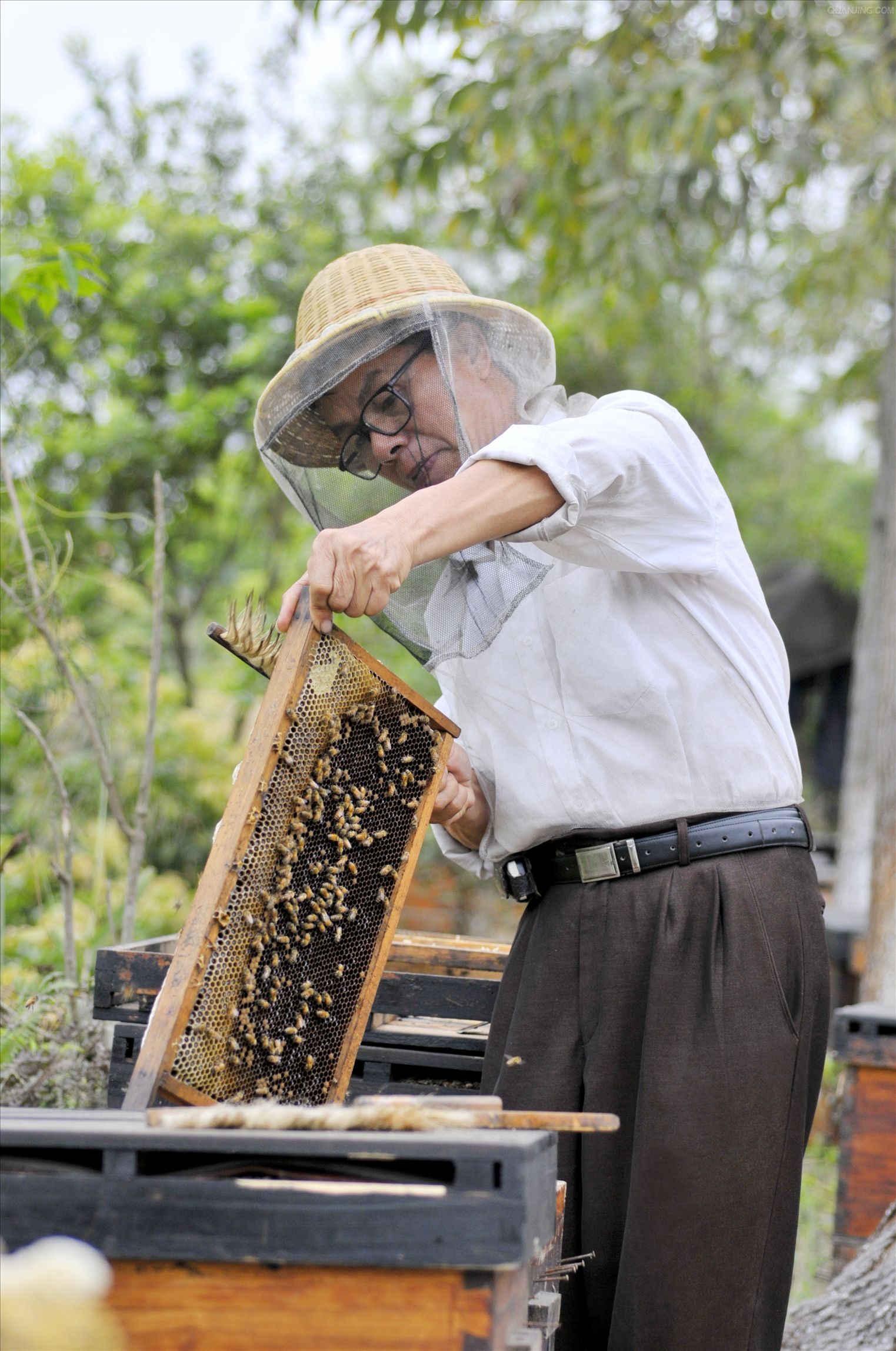 Comb Honey