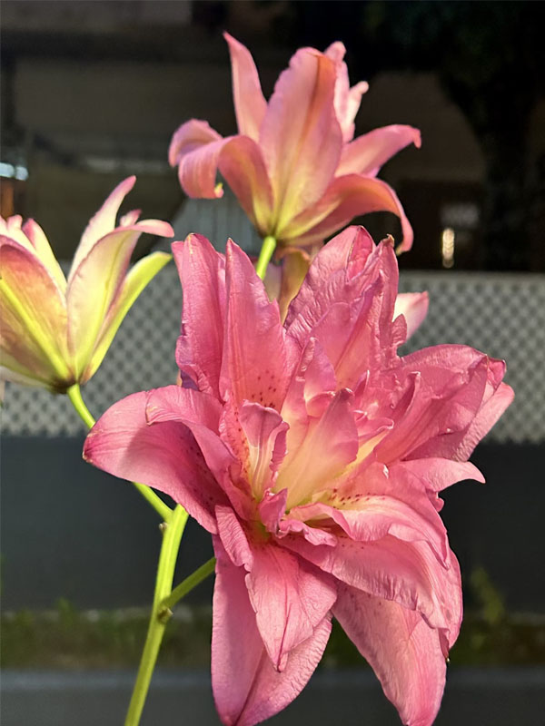 Medusa Double Oriental Lily6