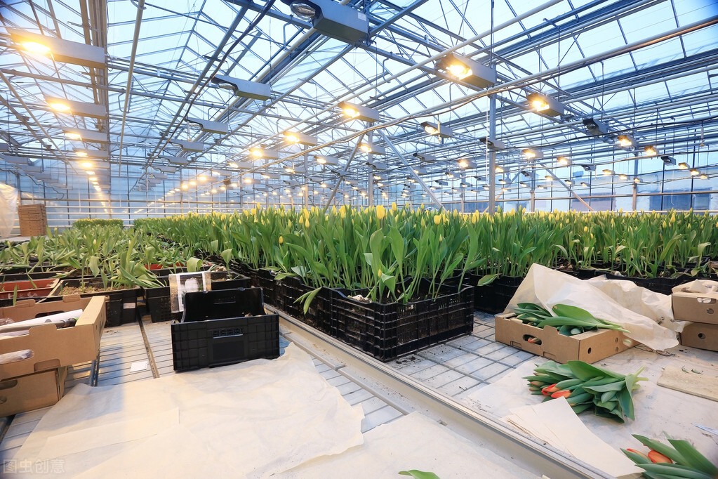 Venlo Glass Greenhouse