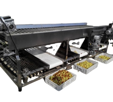 fruit screw tomato grading sorting machine with conveyor