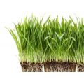 Органическая ячменная трава трава порошок сока