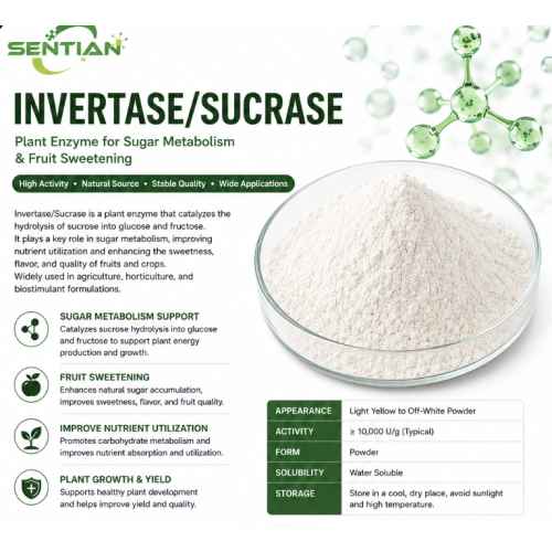 Invertase Enzyme for Sugar Metabolism & Fruit Sweetness