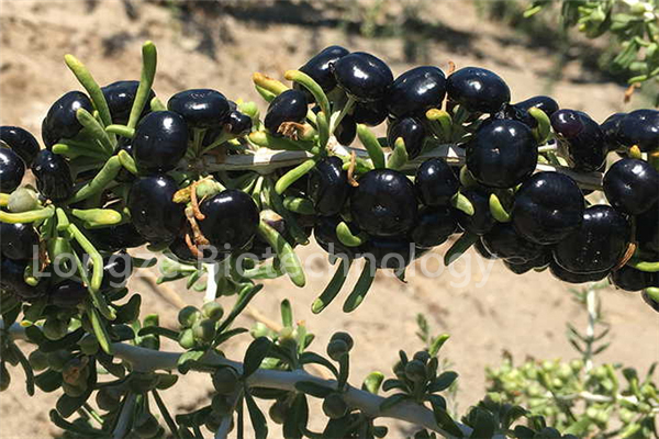 Black Wolfberry advertorial2