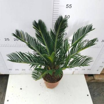 Cycas revoluta rootball met bladeren