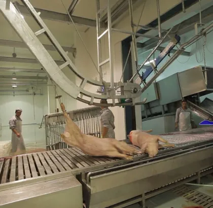 Pig Slaughtering and Processing Equipment for Abattoirs