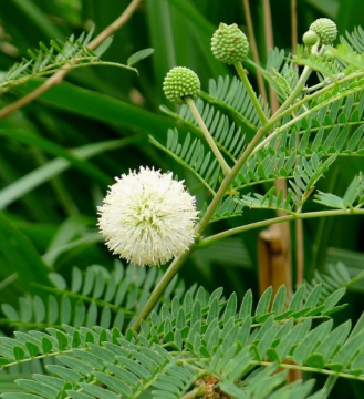 Wit popinaczaad voor planten