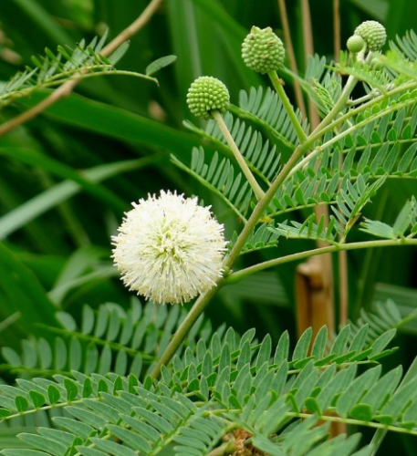 White popinac seed for planting