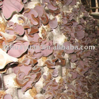 china black fungus