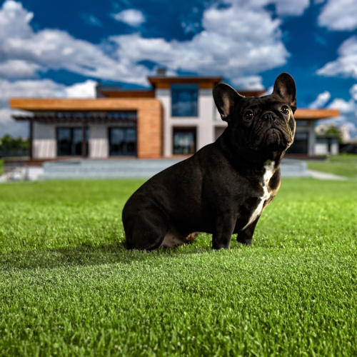 Yard Artificial Grass Practical Features