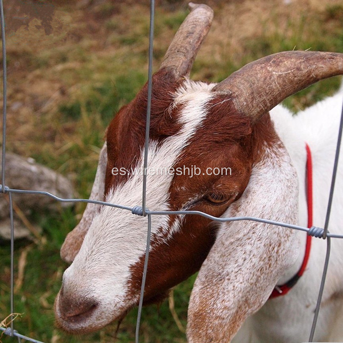 Valla de red Kraal galvanizada en inmersión en caliente