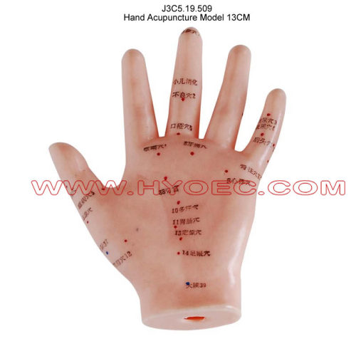 Hand Acupuncture Model 13CM-J3C5.19.509