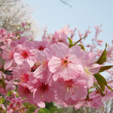 Grado cosmético del aceite esencial de la flor de cerezo