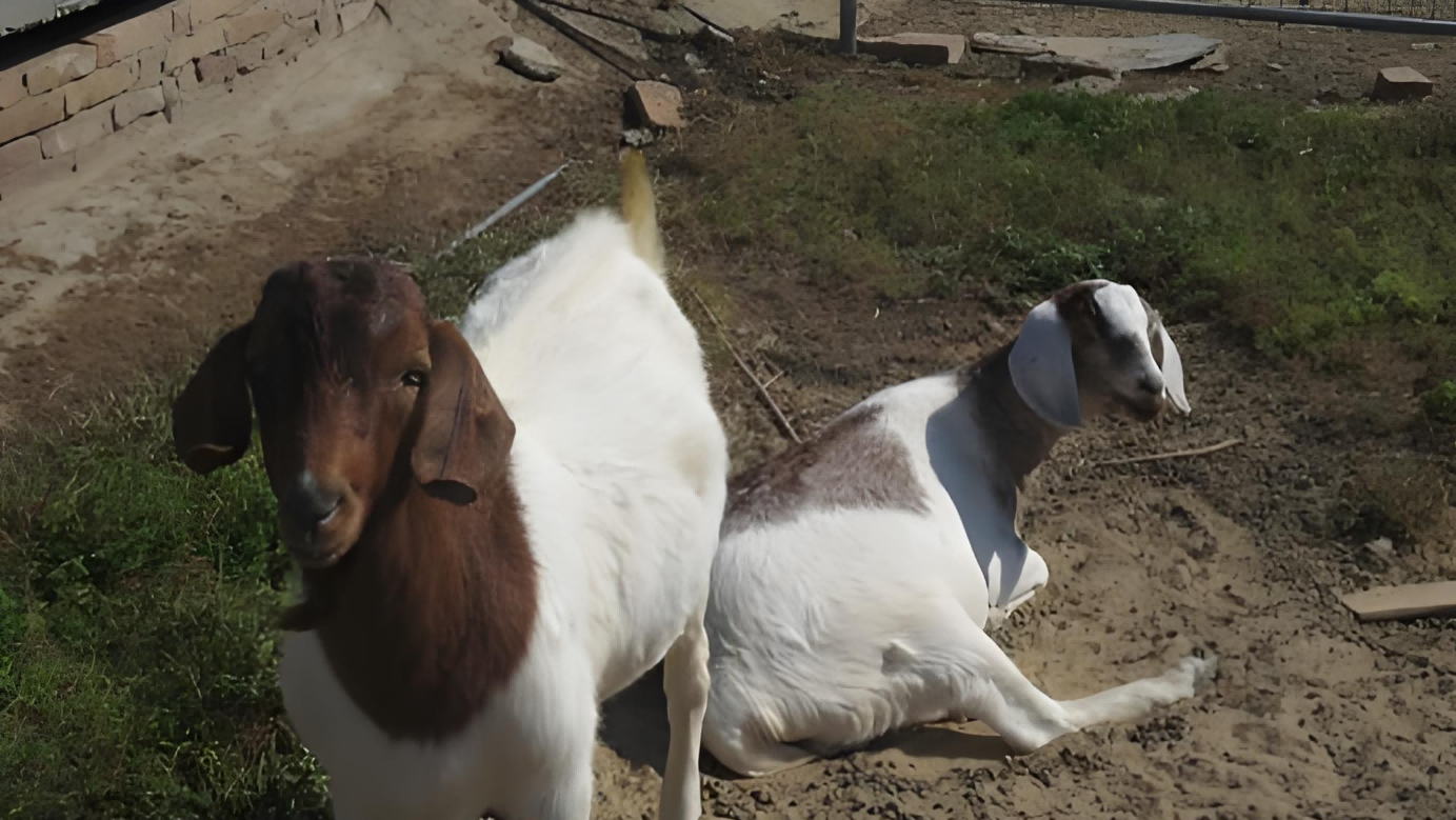 Wireless sheep ultrasound