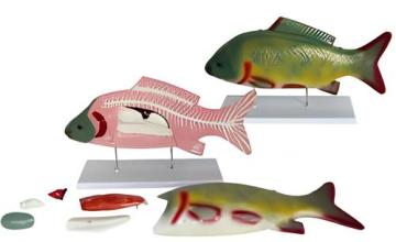 Fish anatomical model