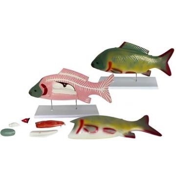 Анатомическая модель рыбы