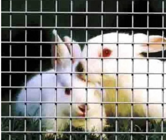 Galvanized Welded Wire Mesh