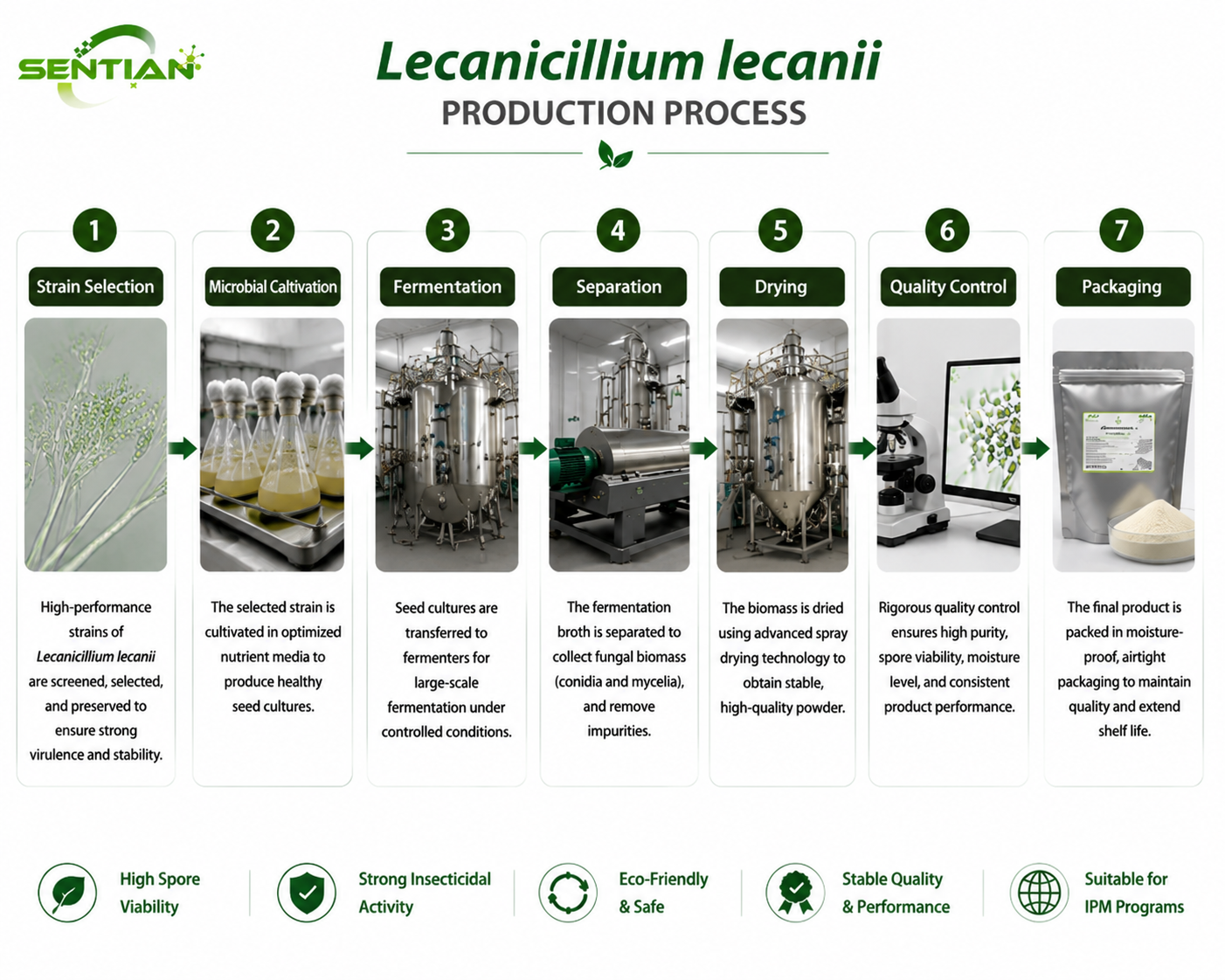 Lecanicillium lecanii（1）