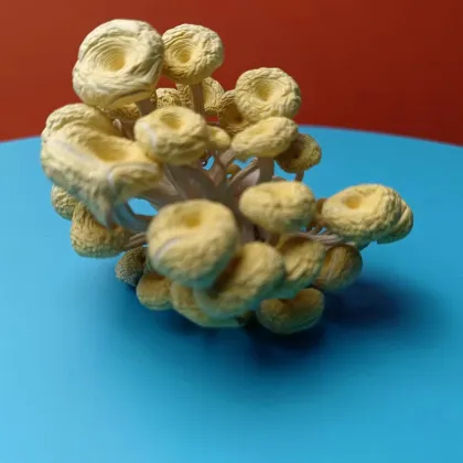 Detan Wild Dried Chanterelle Mushrooms - Low Prices on Yellow Foot Chanterelle (Golden Mushrooms)