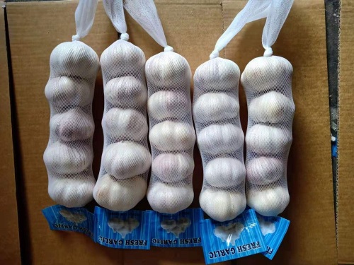 Bawang putih putih normal dijual