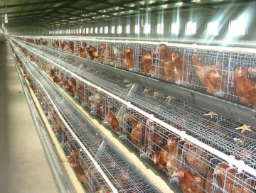 Automatic Layer Chicken Cages