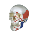 Grand crâne naturel avec modèle de couleur musculaire