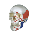 /msite/products/detail/productid/63171507/id/1517769.html
