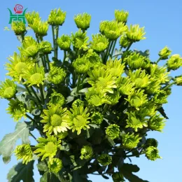 Love Green Spray Mums Flowers