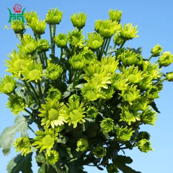 Love Green Spray Mums Flowers