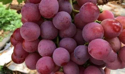 red grapes from South