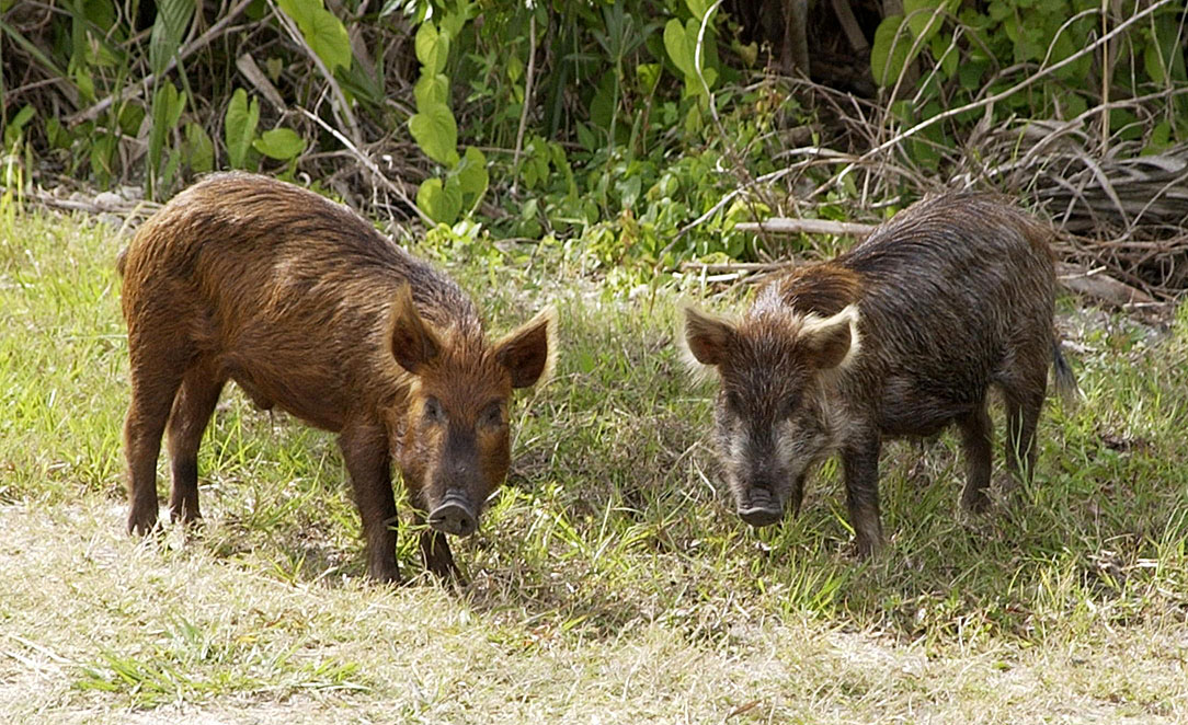 Wild_Pig_KSC02pd0873