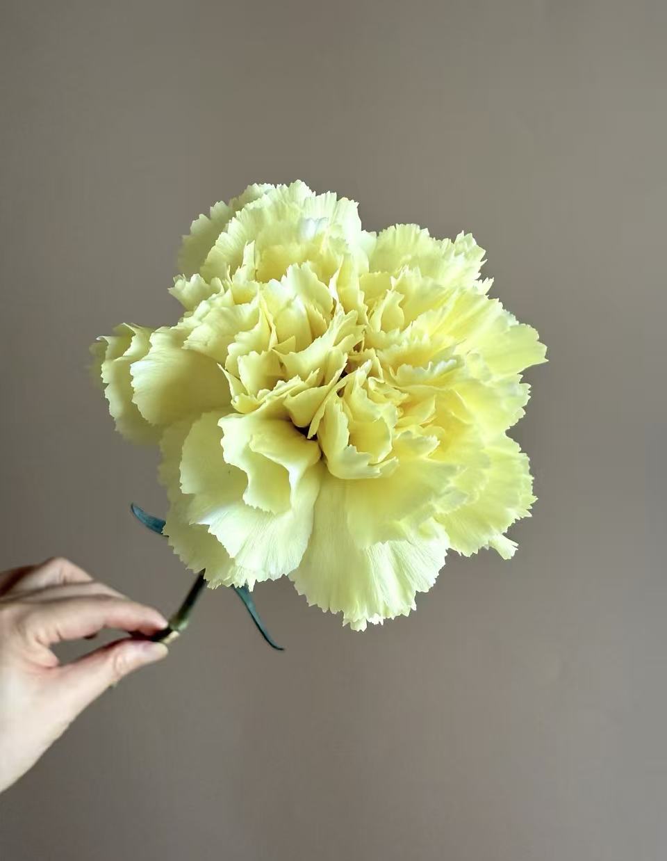 Single-headed Carnation with Yellow