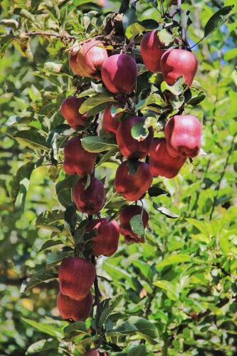 Warna merah 2020 tahun baru tanaman fuji epal