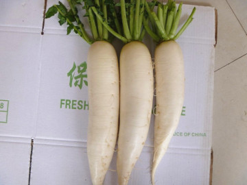 2014 Fresh White Radish