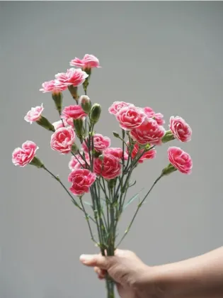 Spray carnation prince cherry