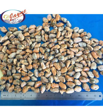 Wholesale Frozen Cooked Mussel Meat At Lower Price