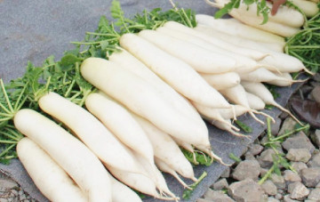 2014 New Crop White Radish