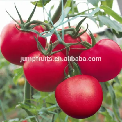 Pure chopped tomato pasta/sauce/ small plant