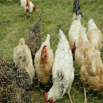 Hexagonal Chicken Wire Mesh