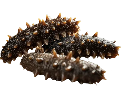 Sea Cucumber Extract Powder for Dietary Supplements