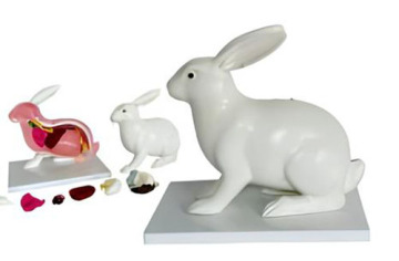 Rabbit anatomical model-1