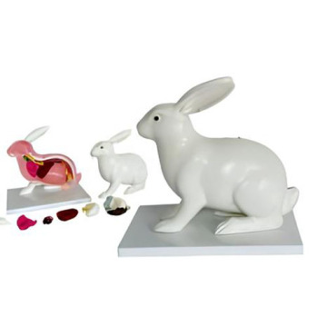 Modelo anatómico de conejo-1